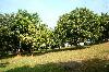 Lot with Improvement in Taytay, Rizal for Sale