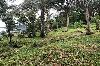Vacant Lot for Sale in Buruanga, Aklan