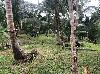 Vacant Lot for Sale in Buruanga, Aklan