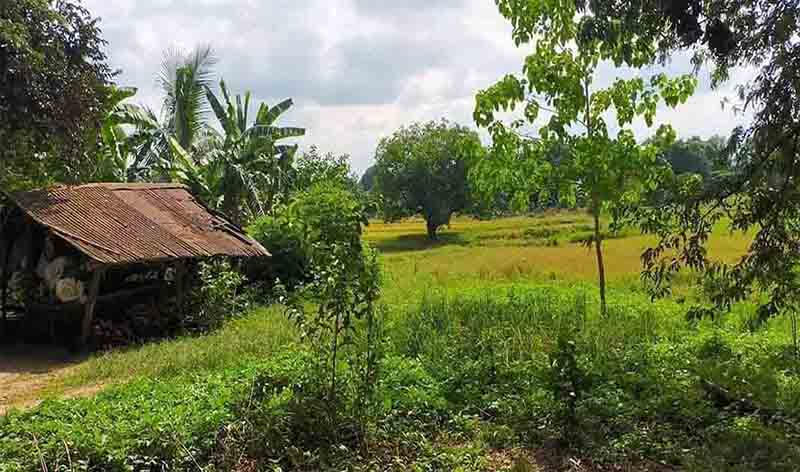 Developable Land for Sale in Capas, Tarlac