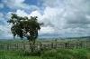 Agricultural Lot for Sale in Mandaon, Masbate