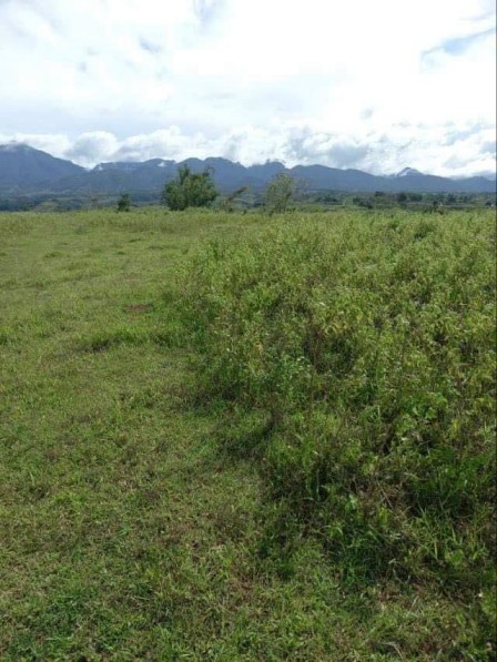 28.1 hectares lot for sale in Kalugmanan, Manolo Fortich, Bukidnon
